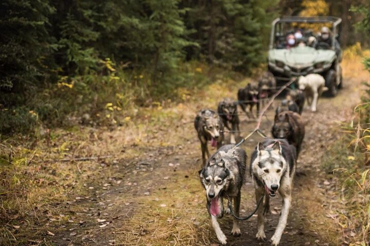 rühm koeri, kes kõnnivad käruga mööda kruusateed
