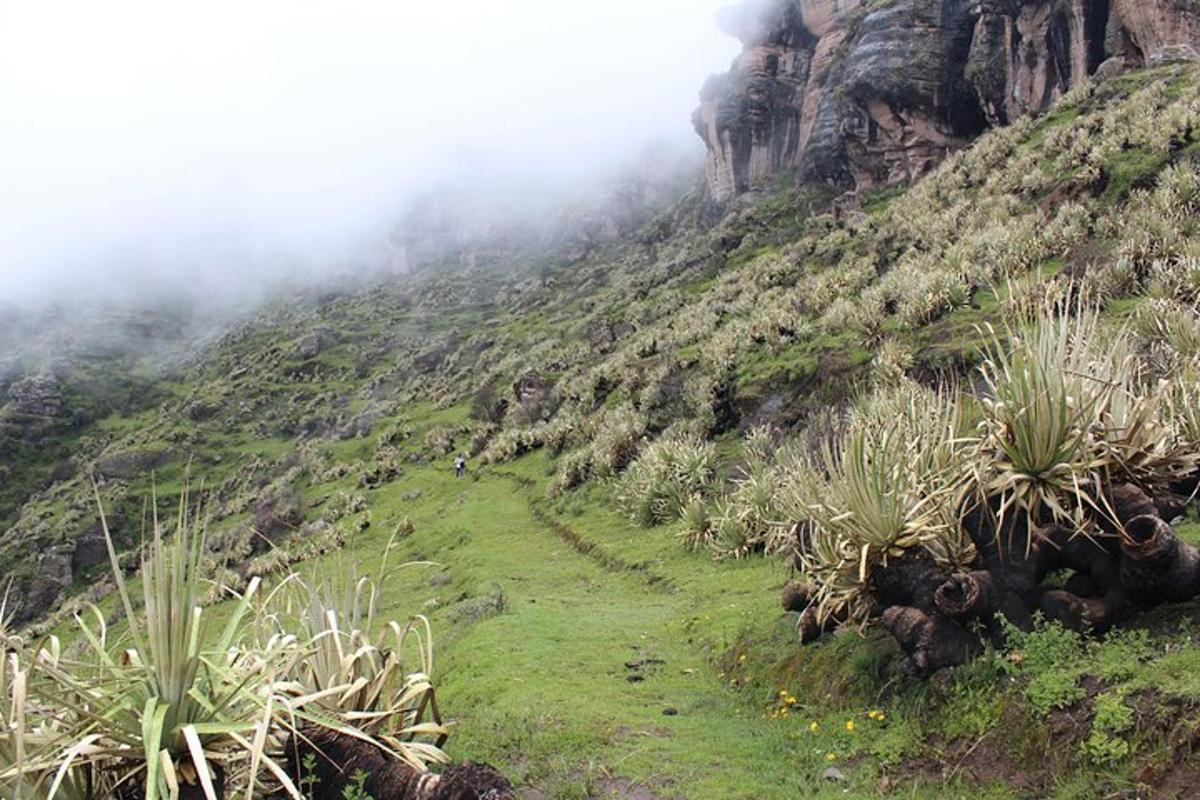 uma montanha com plantas ao lado