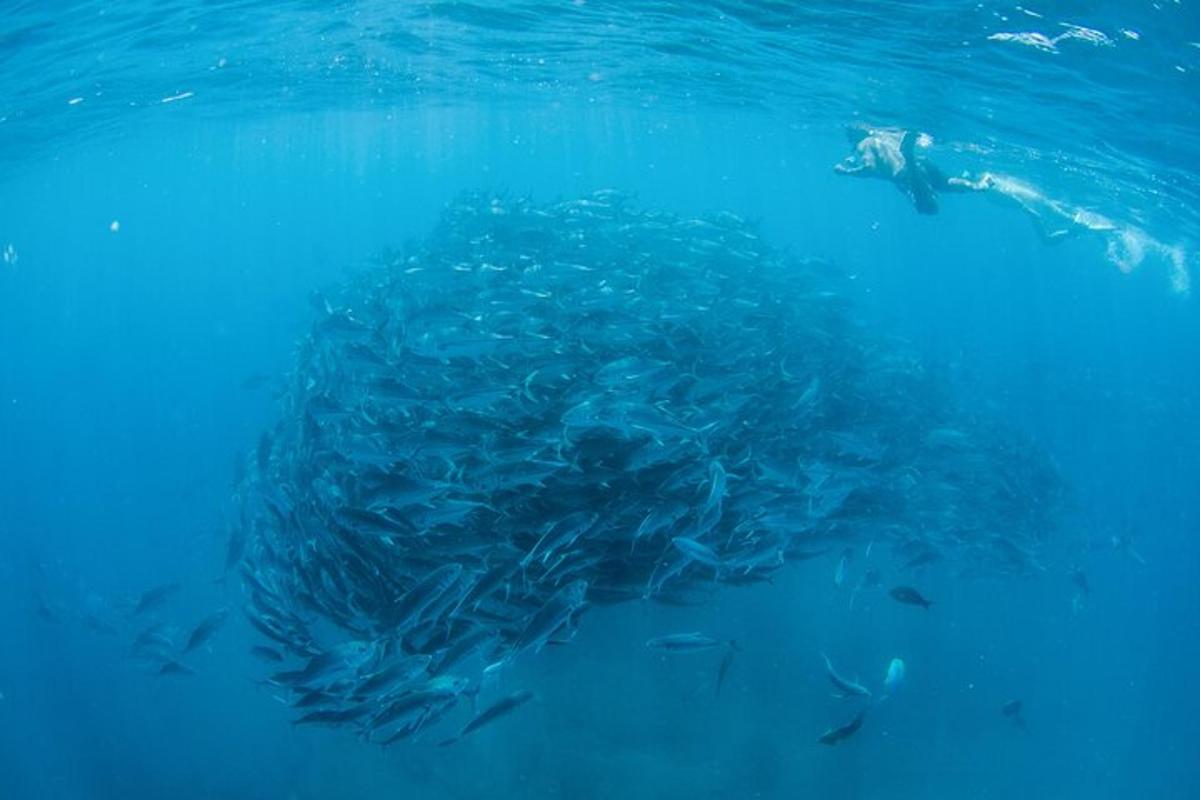 a large group of fish in the blue water