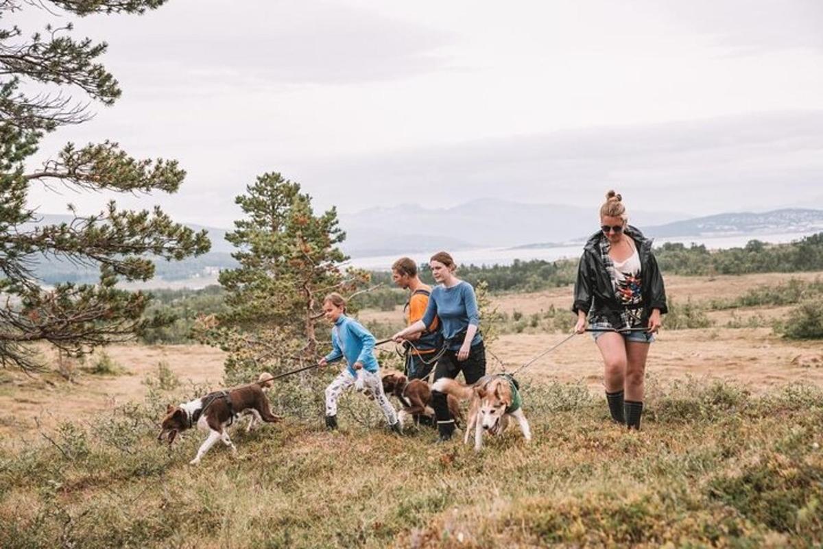 a group of people walking three dogs in a field