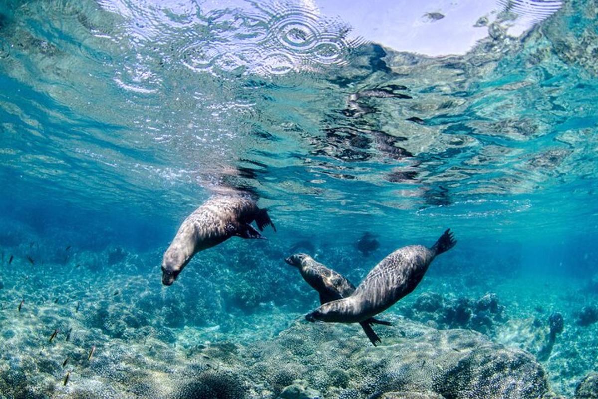 dua singa laut berenang di dalam air