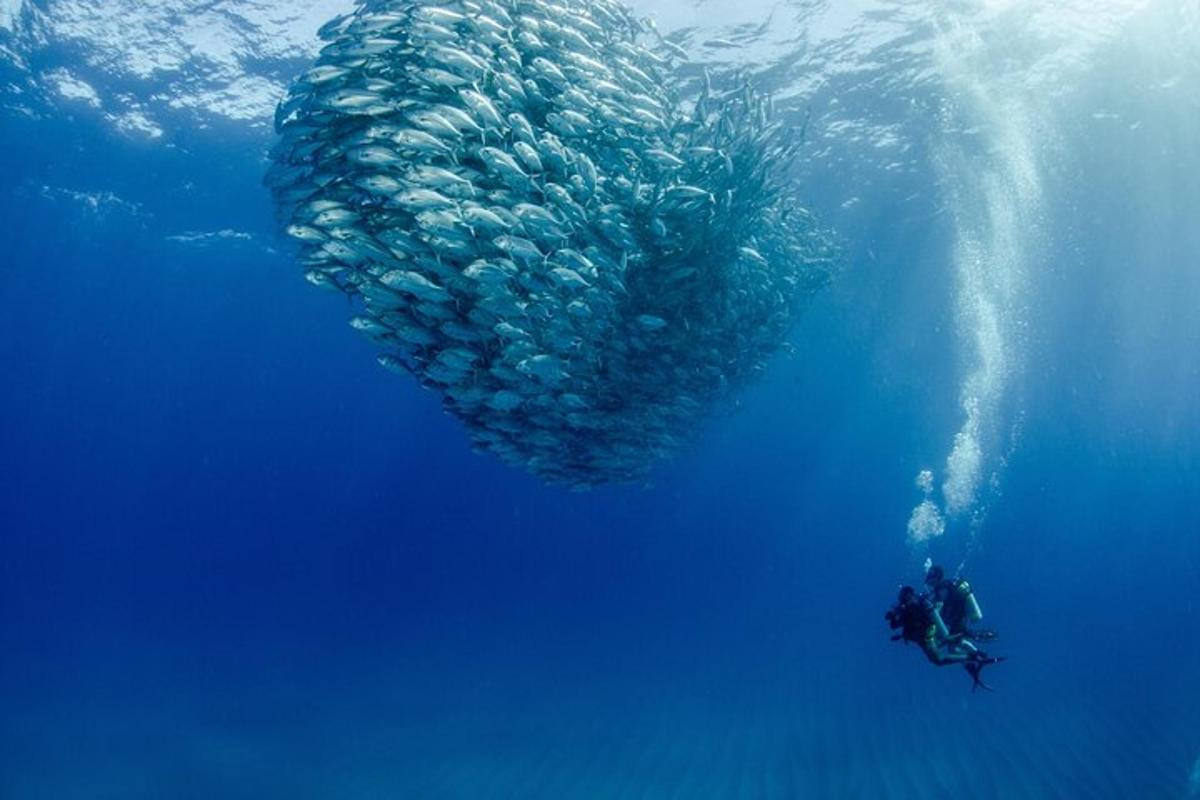 sekumpulan besar ikan berenang di lautan
