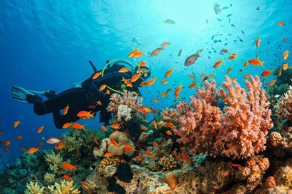 eine Person, die über einem Korallenriff mit Fischen schwimmt