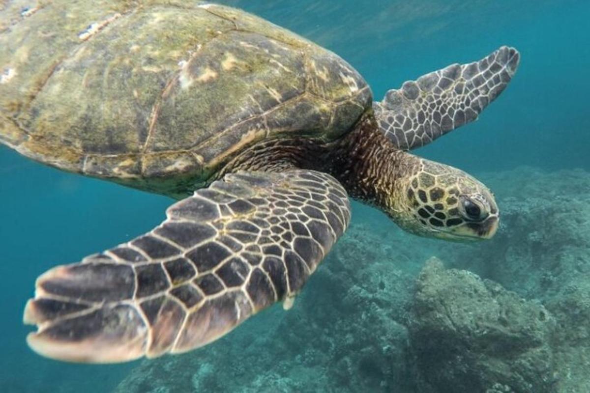 eine grüne Meeresschildkröte, die im Wasser schwimmt