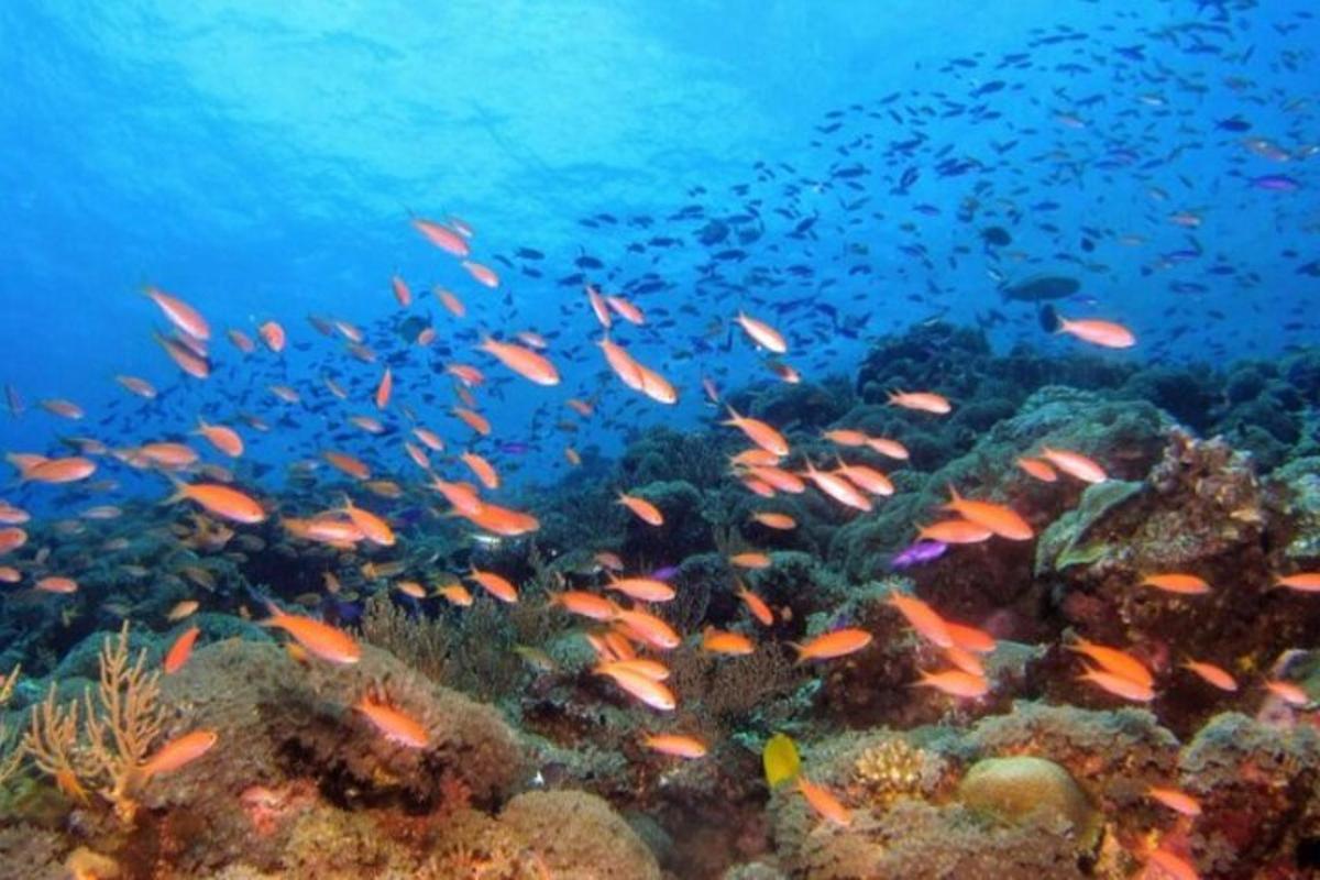 ein Fischschwarm auf einem Korallenriff