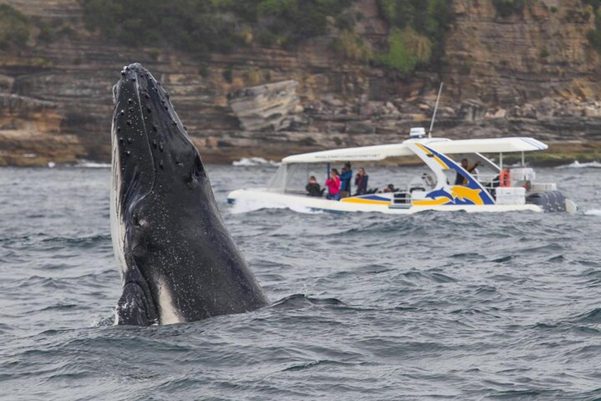 una balena che salta fuori dall'acqua con una barca