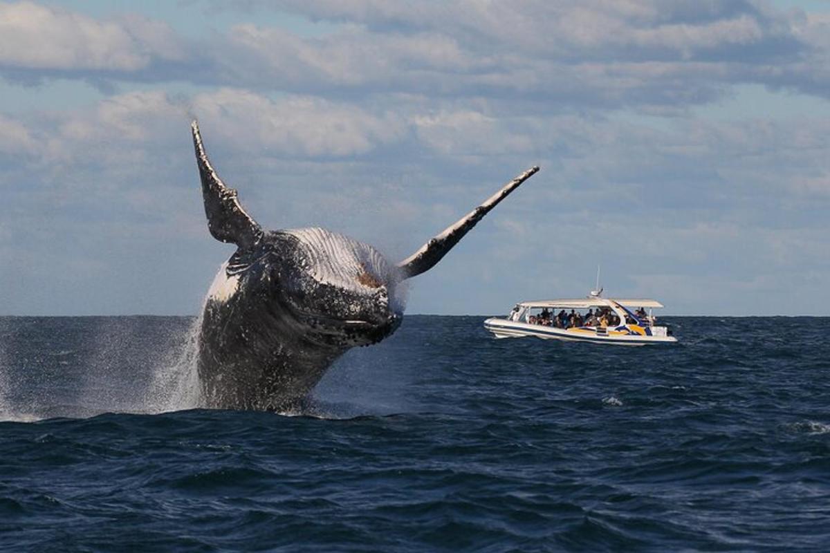 una balena nell'acqua accanto a una barca