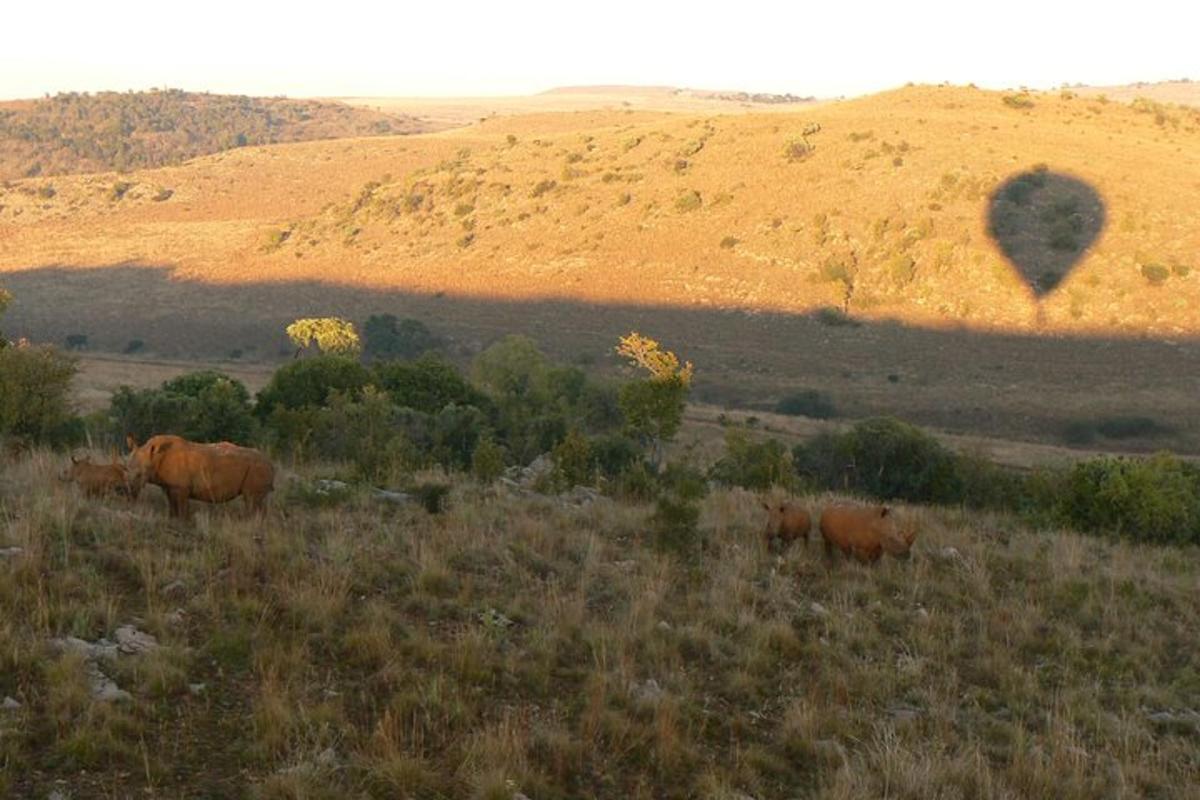 un gruppo di mucche in un campo con una mongolfiera