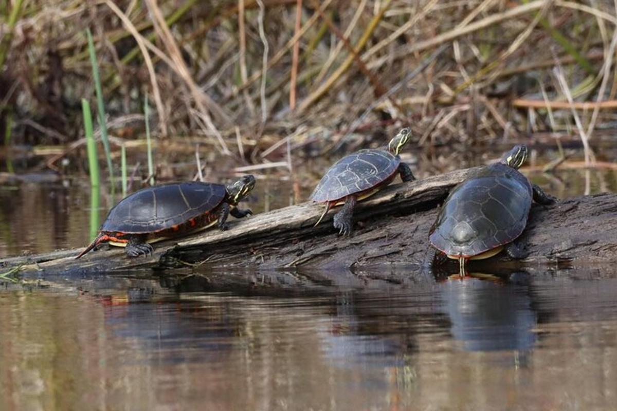 Tres tortugas sentadas en un tronco en el agua