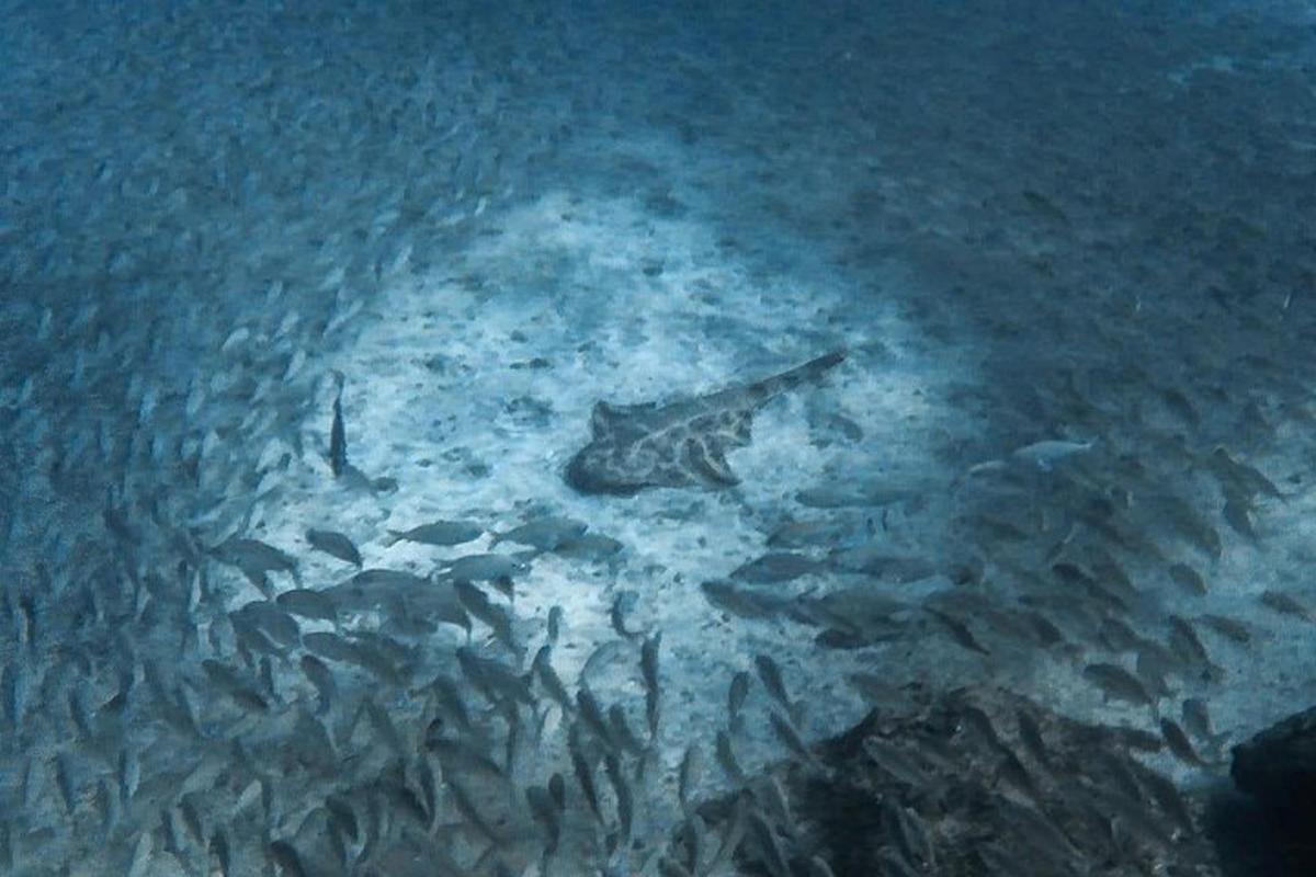 a group of fish swimming in the water
