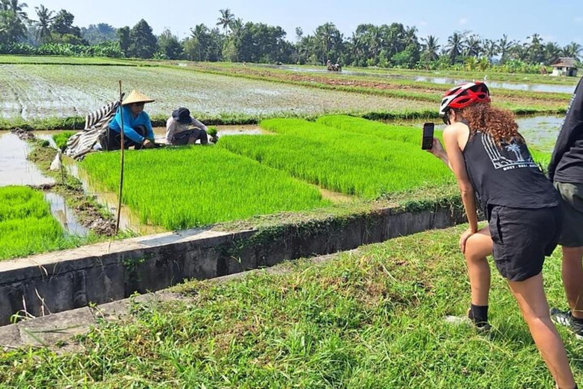 một nhóm người trên một cánh đồng lúa