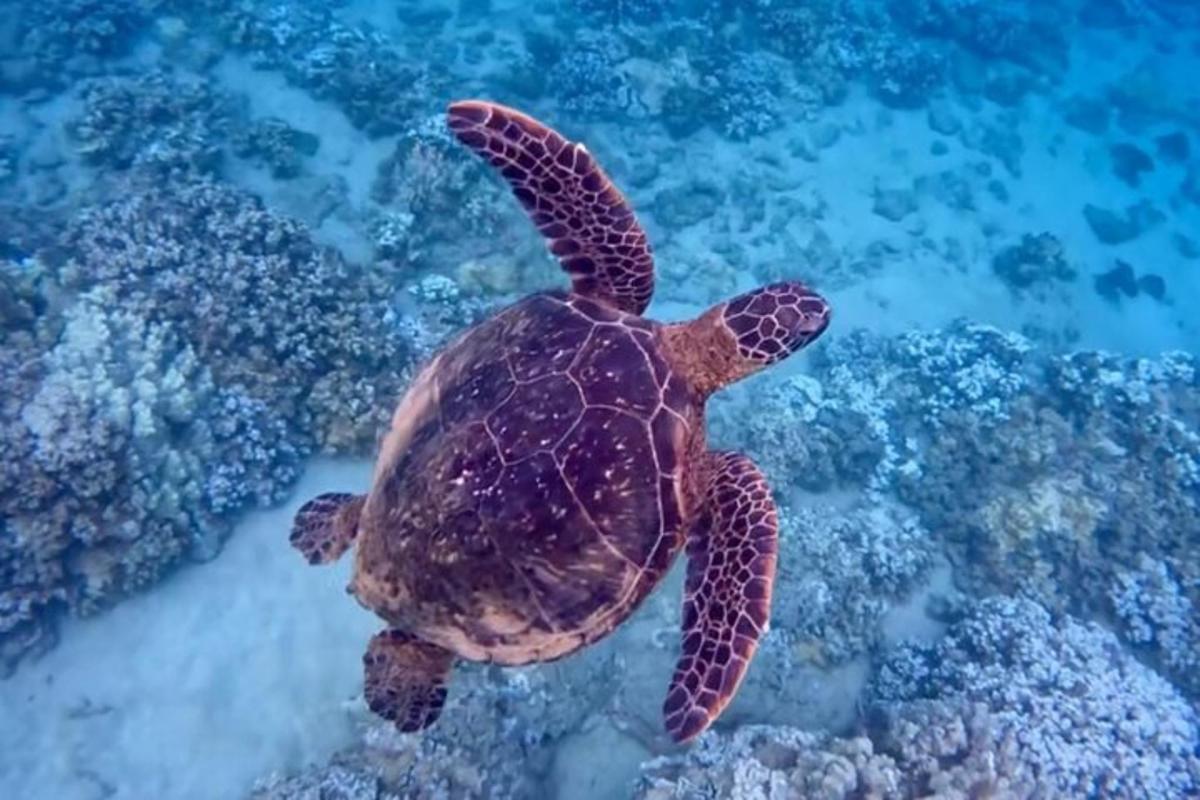 zelená mořská želva plavající v oceánu