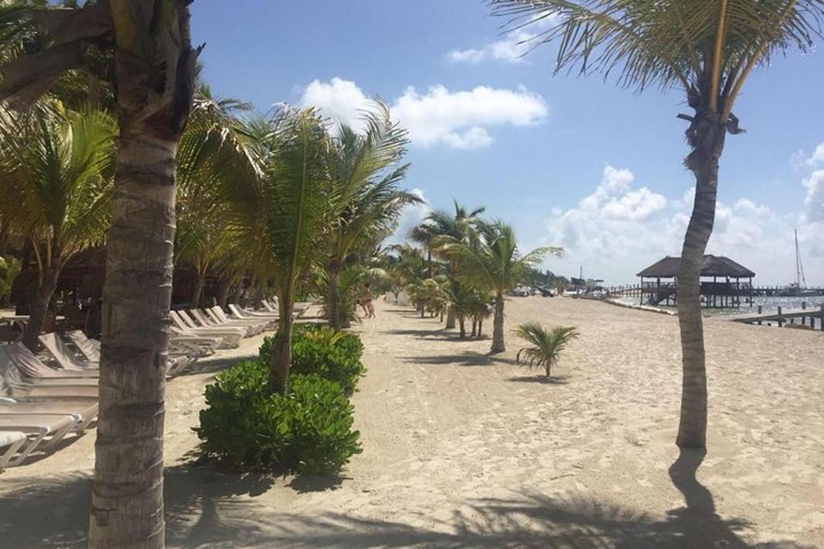 ein Strand mit Palmen und weißen Stühlen und einem Pier