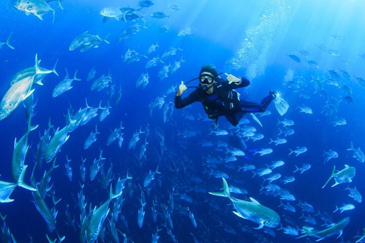 osoba plavající v oceánu s hejnem ryb
