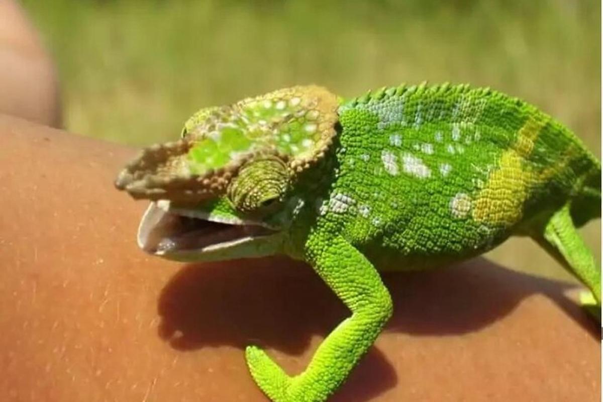 um lagarto verde está sentado na mão de uma pessoa