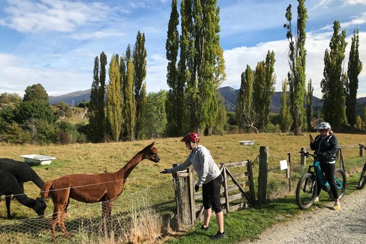 una donna sta dando da mangiare a un cavallo sopra una recinzione