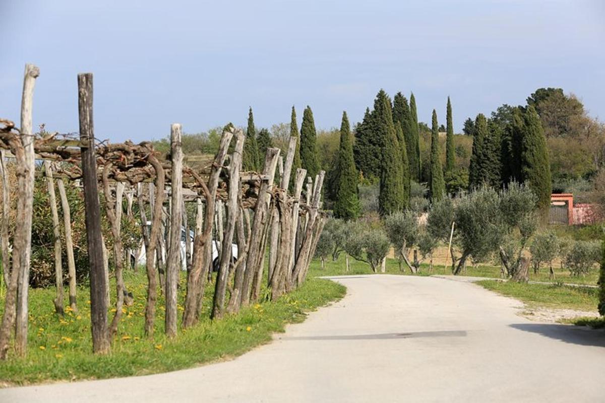 una carretera amb un munt d'arbres al costat