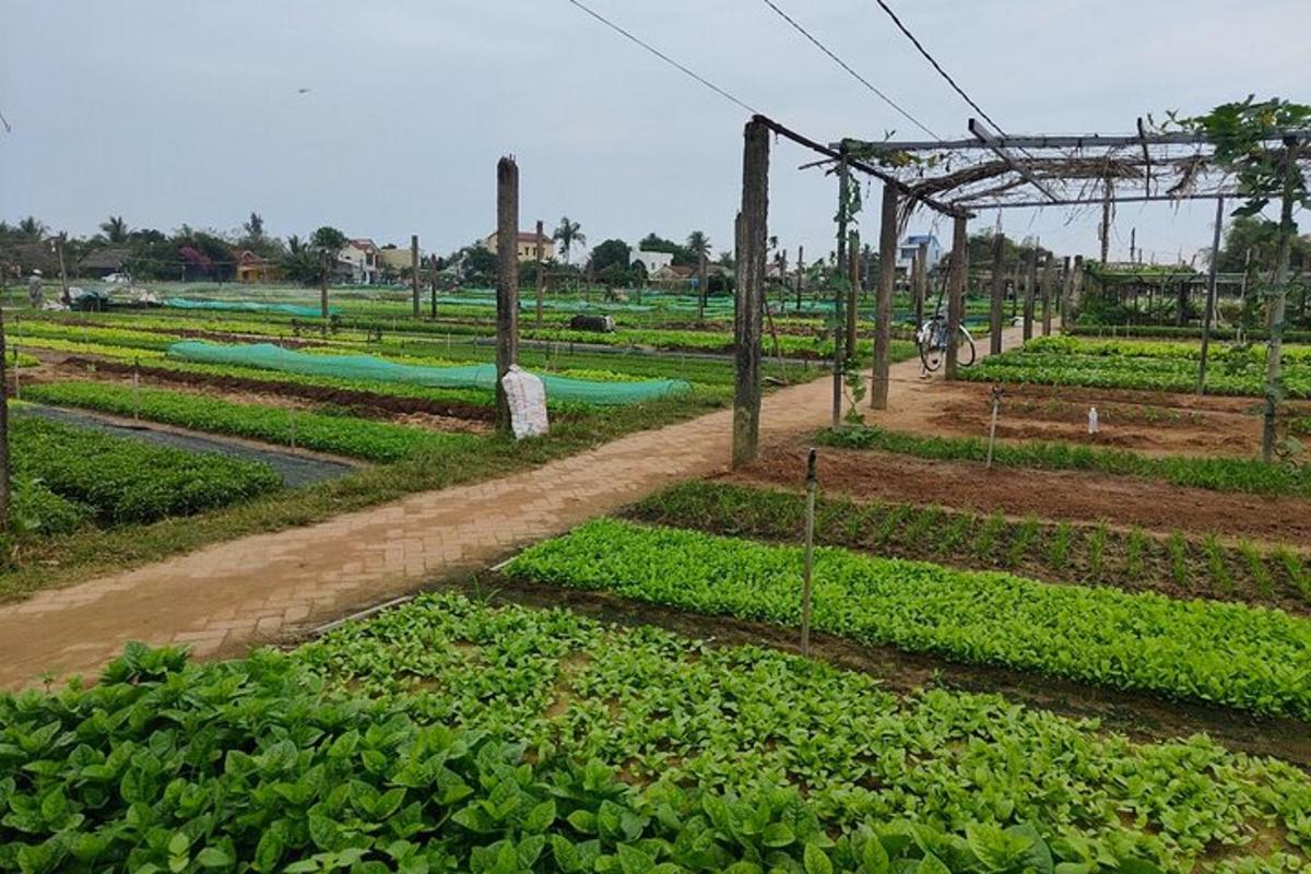 a field filled with lots of green plants