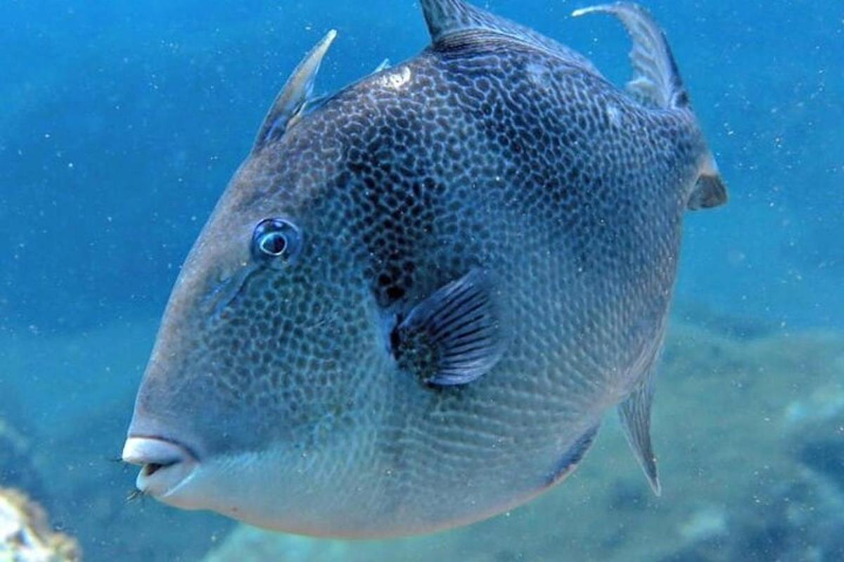un grosso pesce nuota nell'acqua