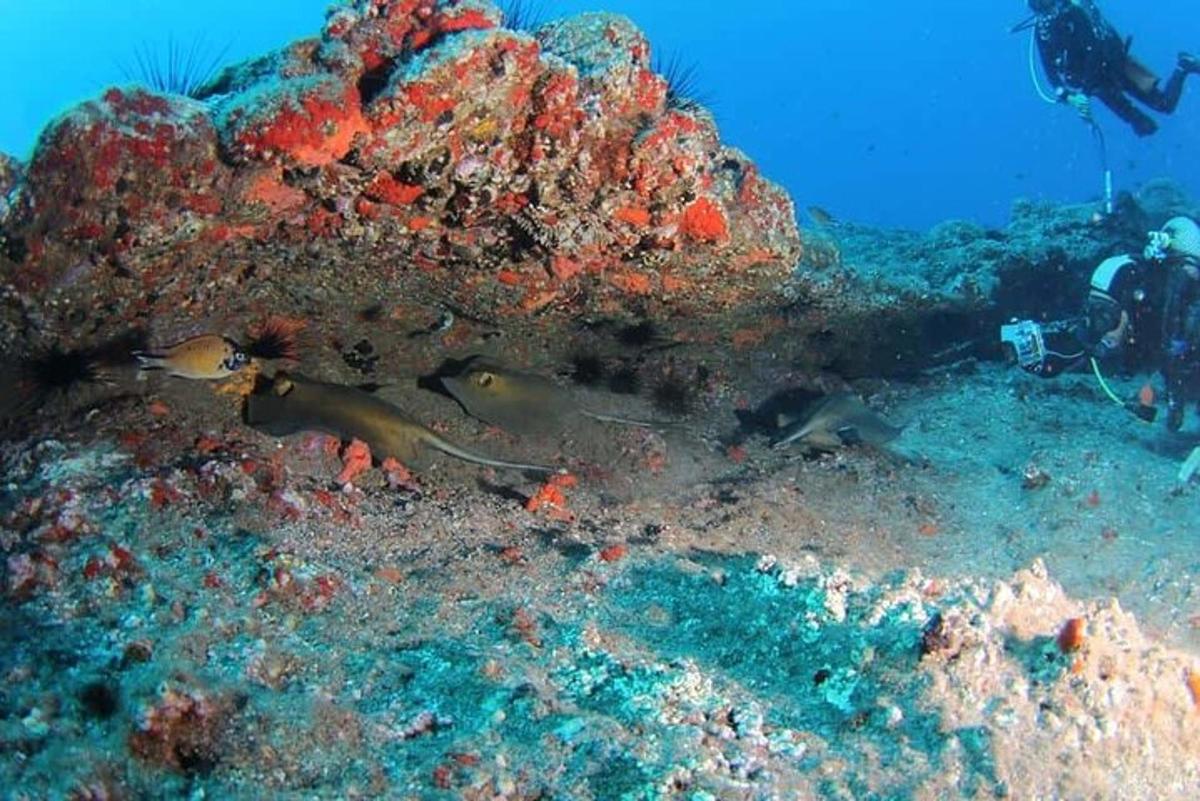 una persona che scatta una foto di una barriera corallina