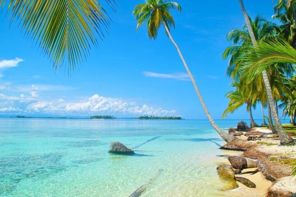 plaża z dwiema palmami i oceanem