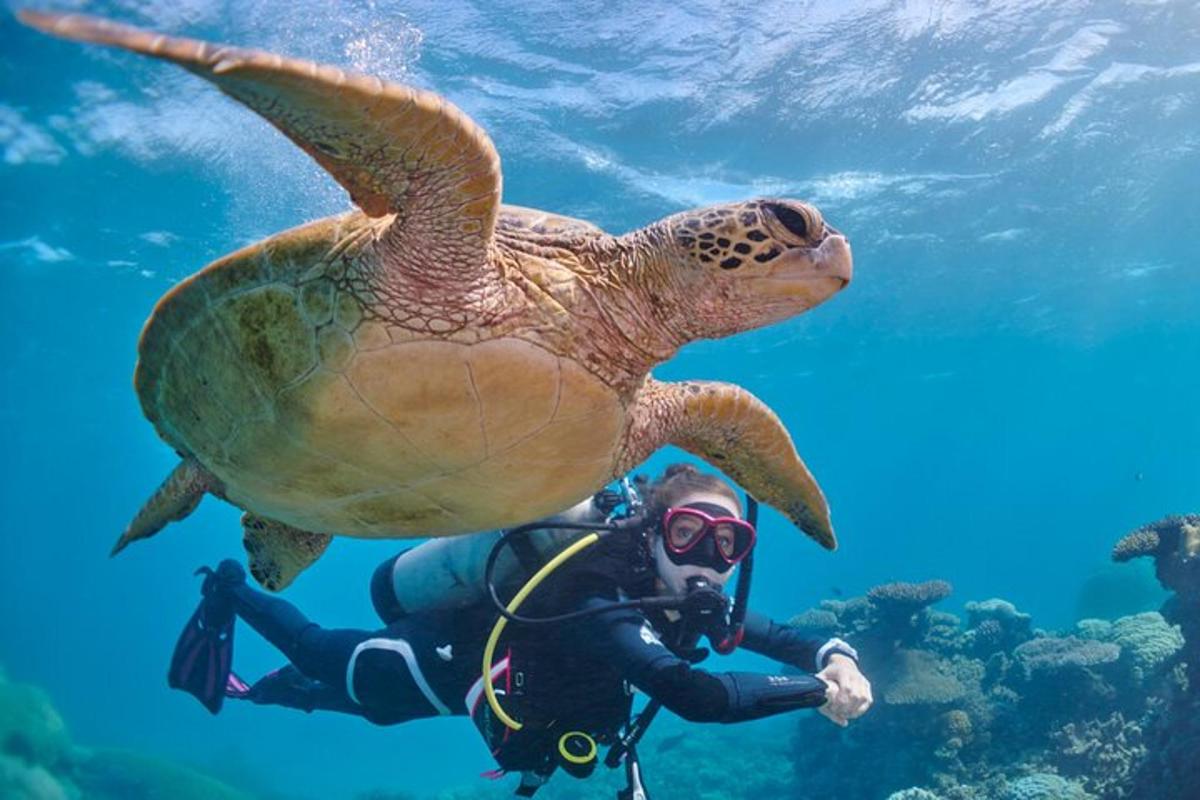 penyu berenang di sebelah penyelam di dalam air