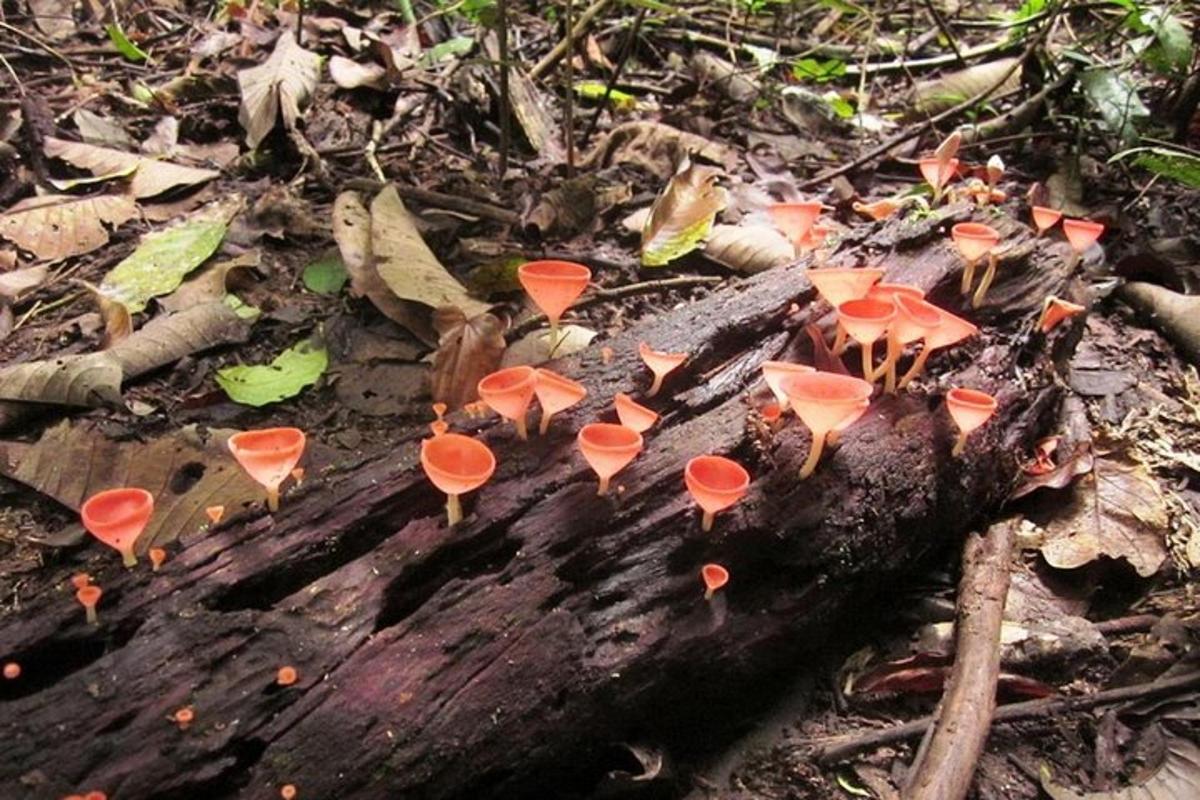 a group of orange mushrooms on top of a log