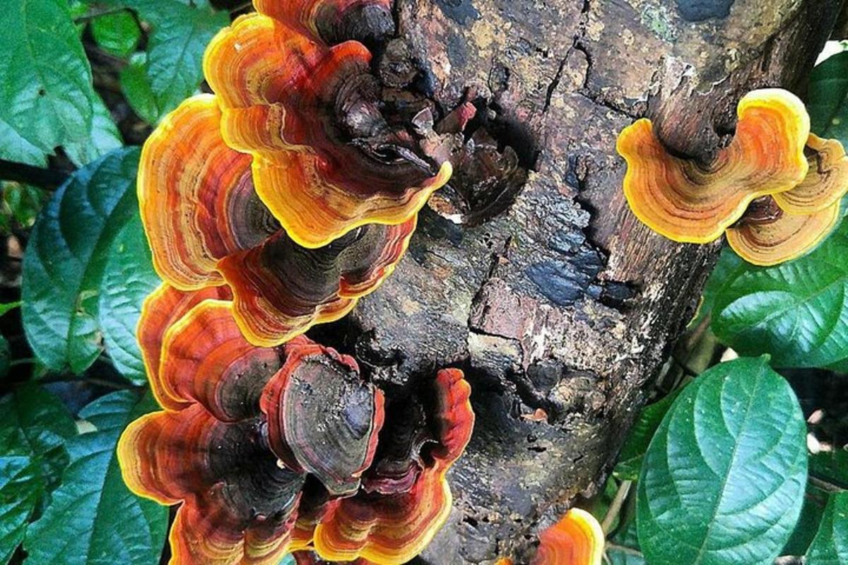 un grup de bolets que creixen en una branca d'arbre