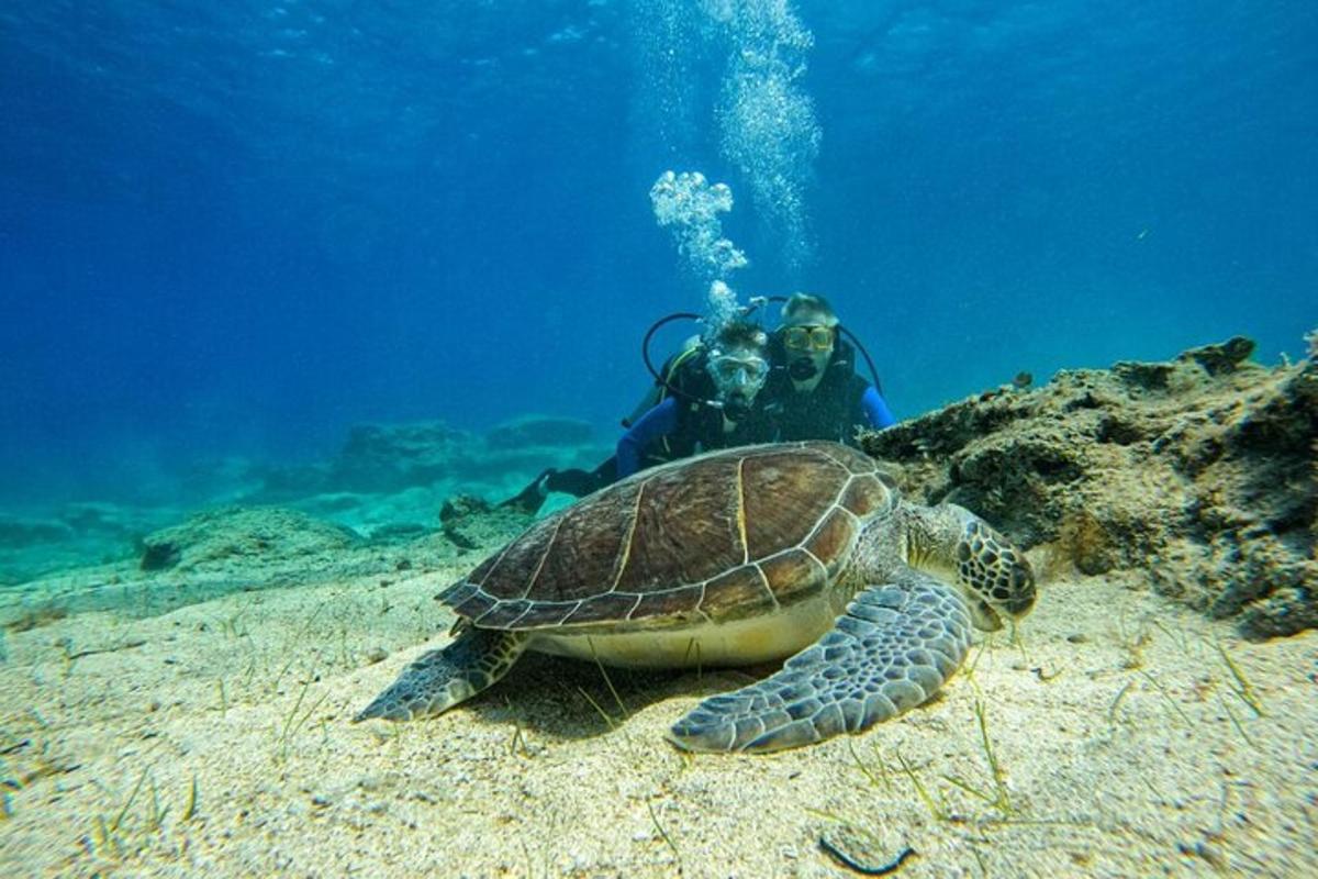 морска корњача лежи на земљи са рониоцем