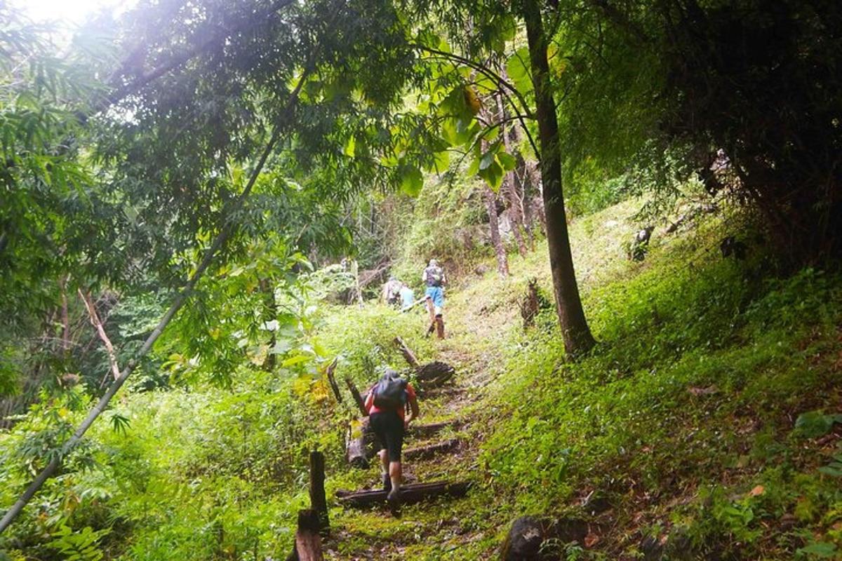 sekelompok orang berjalan di jalan setapak di hutan