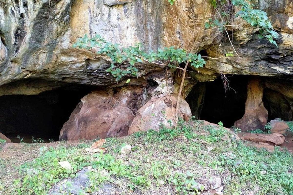 gua batu dengan pohon yang tumbuh di dalamnya