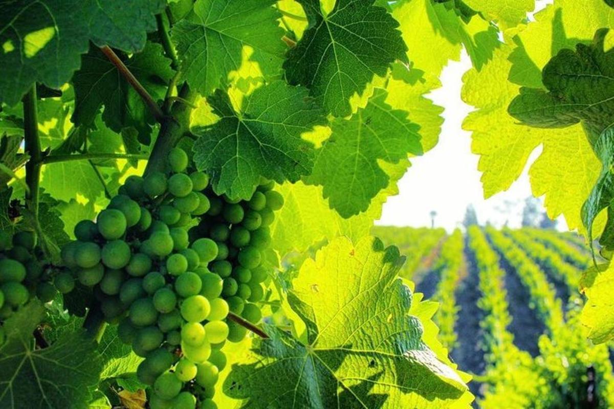 a bunch of green grapes hanging from a tree