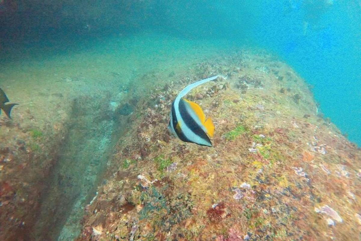 barevná ryba plave nad korálovým útesem
