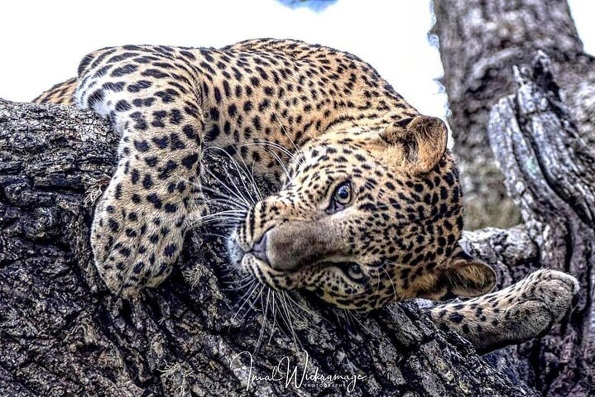 a leopard is sitting on a tree branch