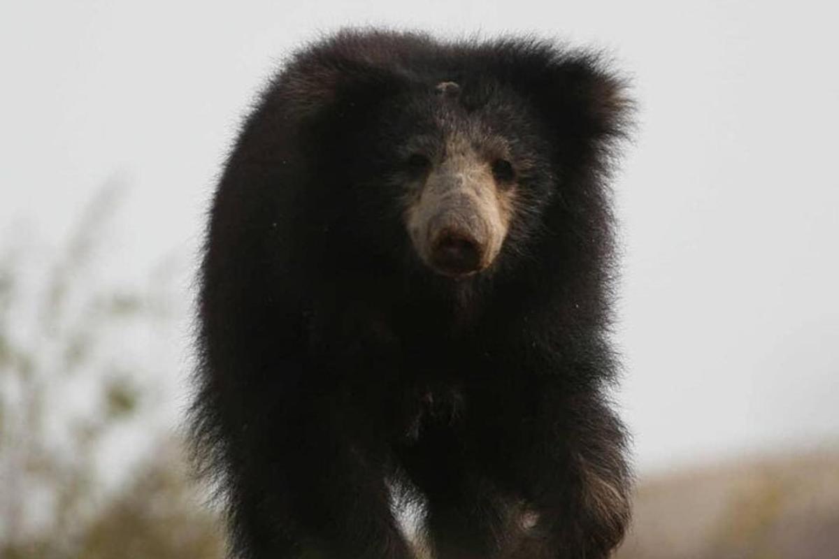 Un oso negro de pie sobre sus patas traseras