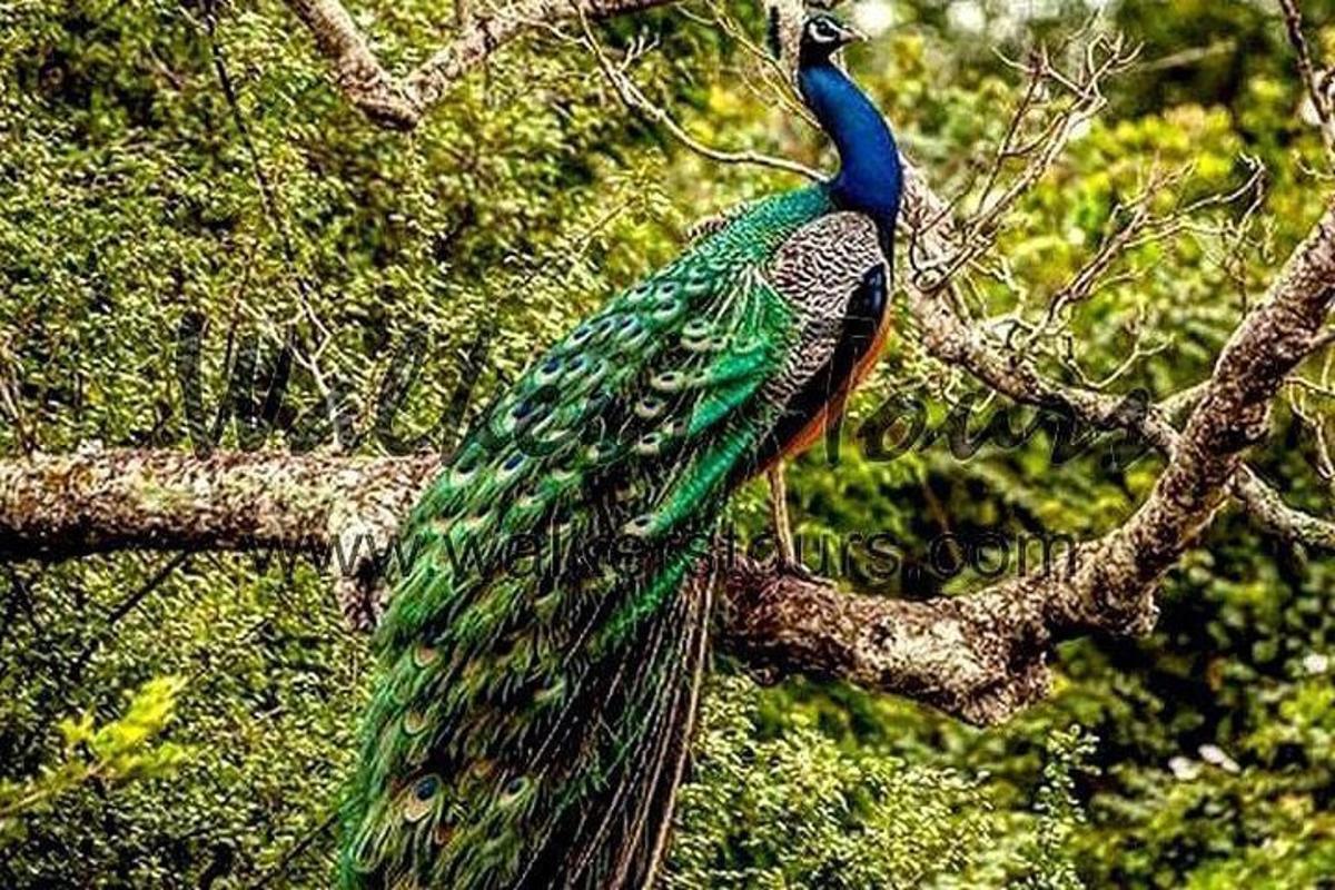 Un pavo real está parado en la rama de un árbol.