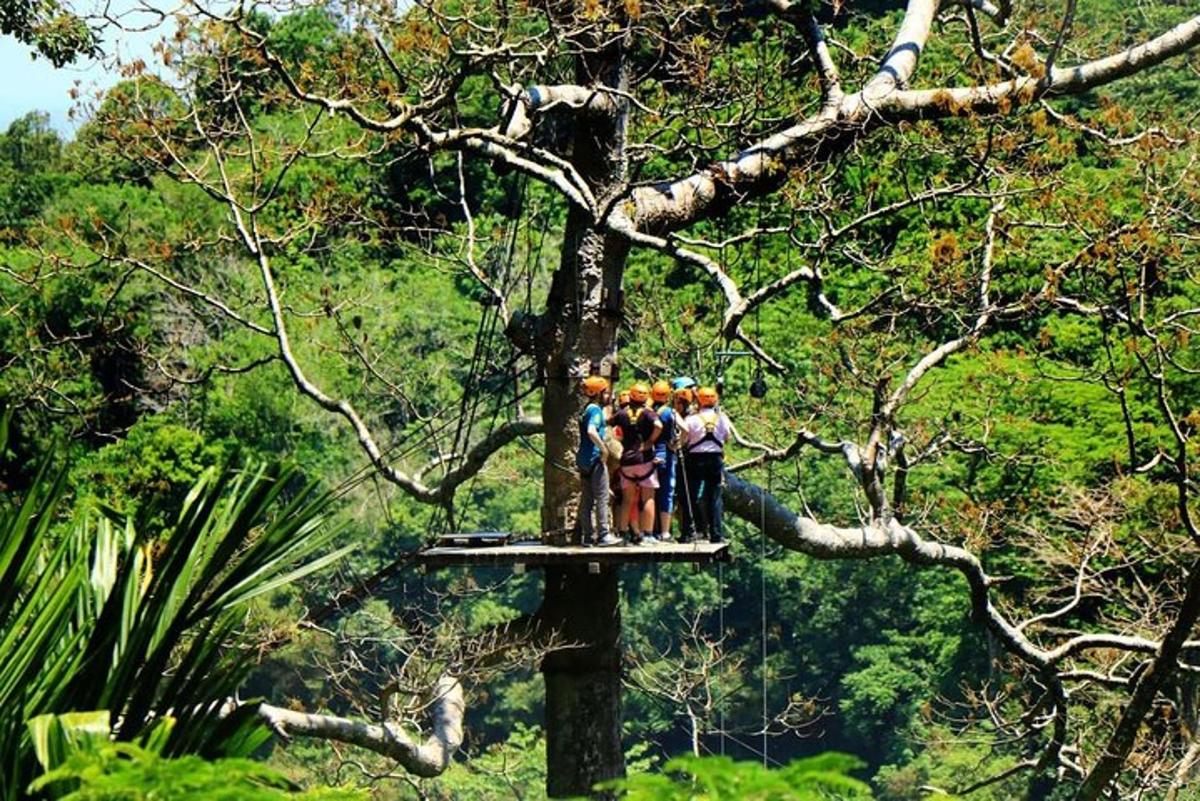 a group of people standing on a tree branch
