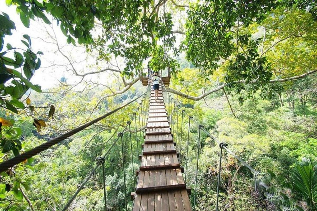 a hanging bridge in the trees in the forest