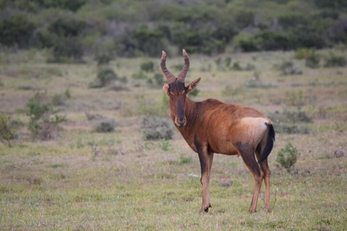 un animale con le corna in piedi in un campo