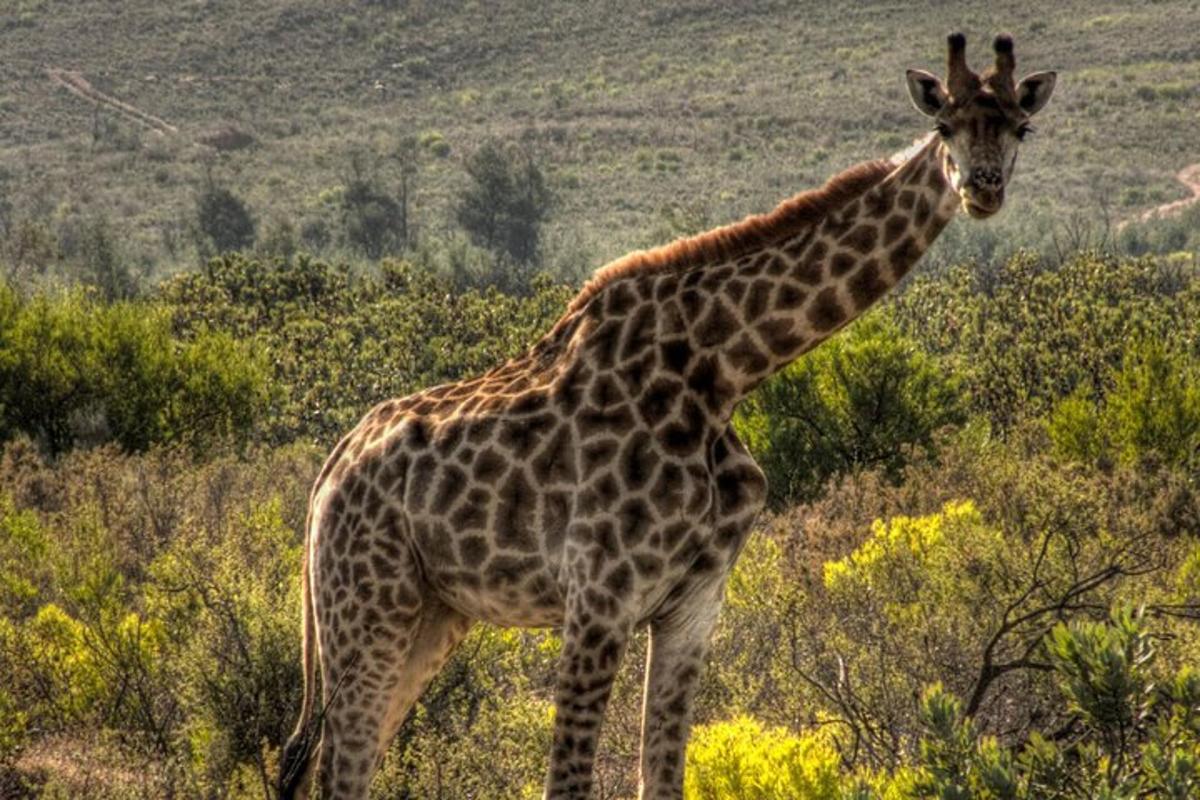 una giraffa in piedi in mezzo a un campo