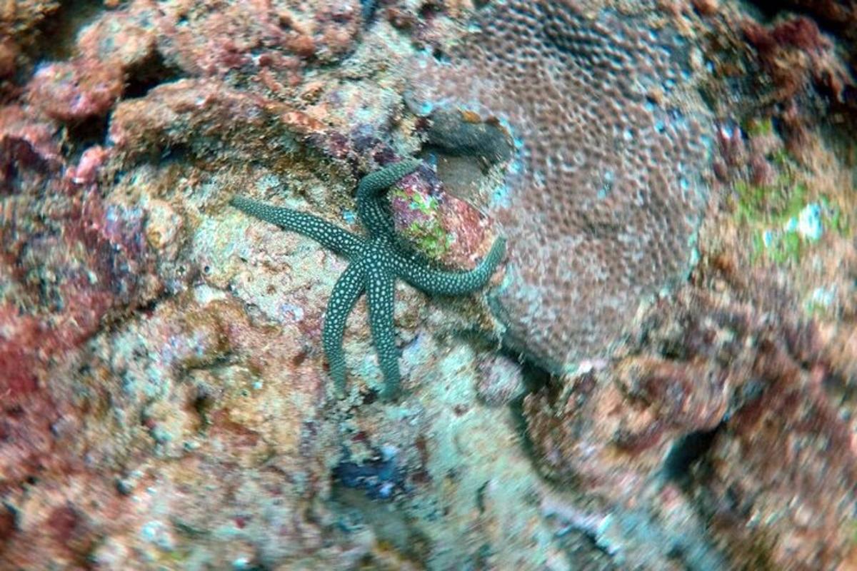 岩石边上的绿色海星