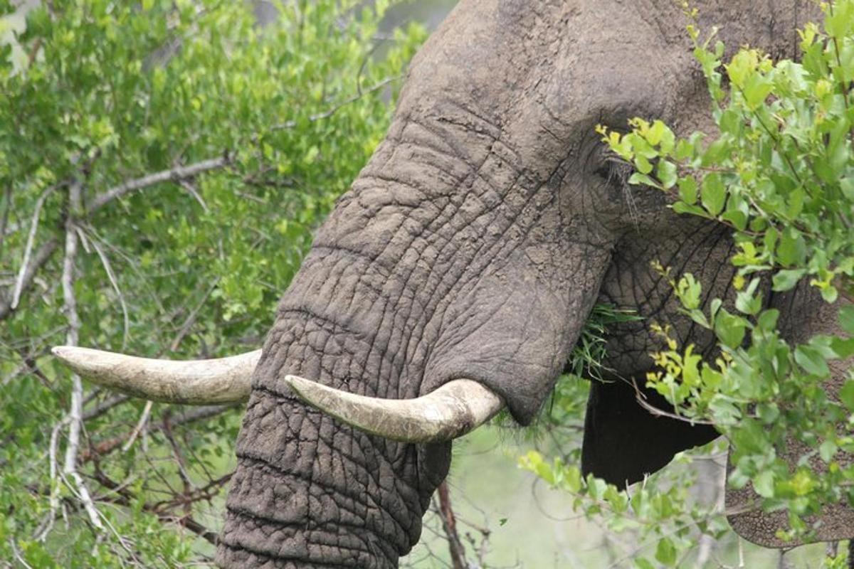 kihvadega elevant sööb põõsast lehti