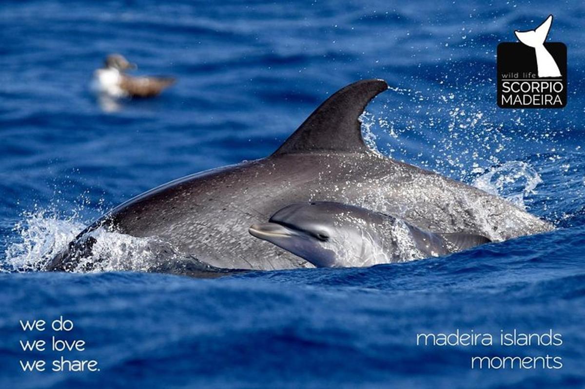 a dolphin swimming in the water