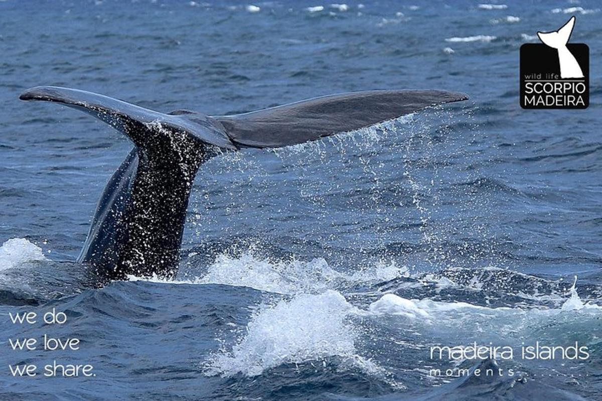 a dolphin jumping out of the water