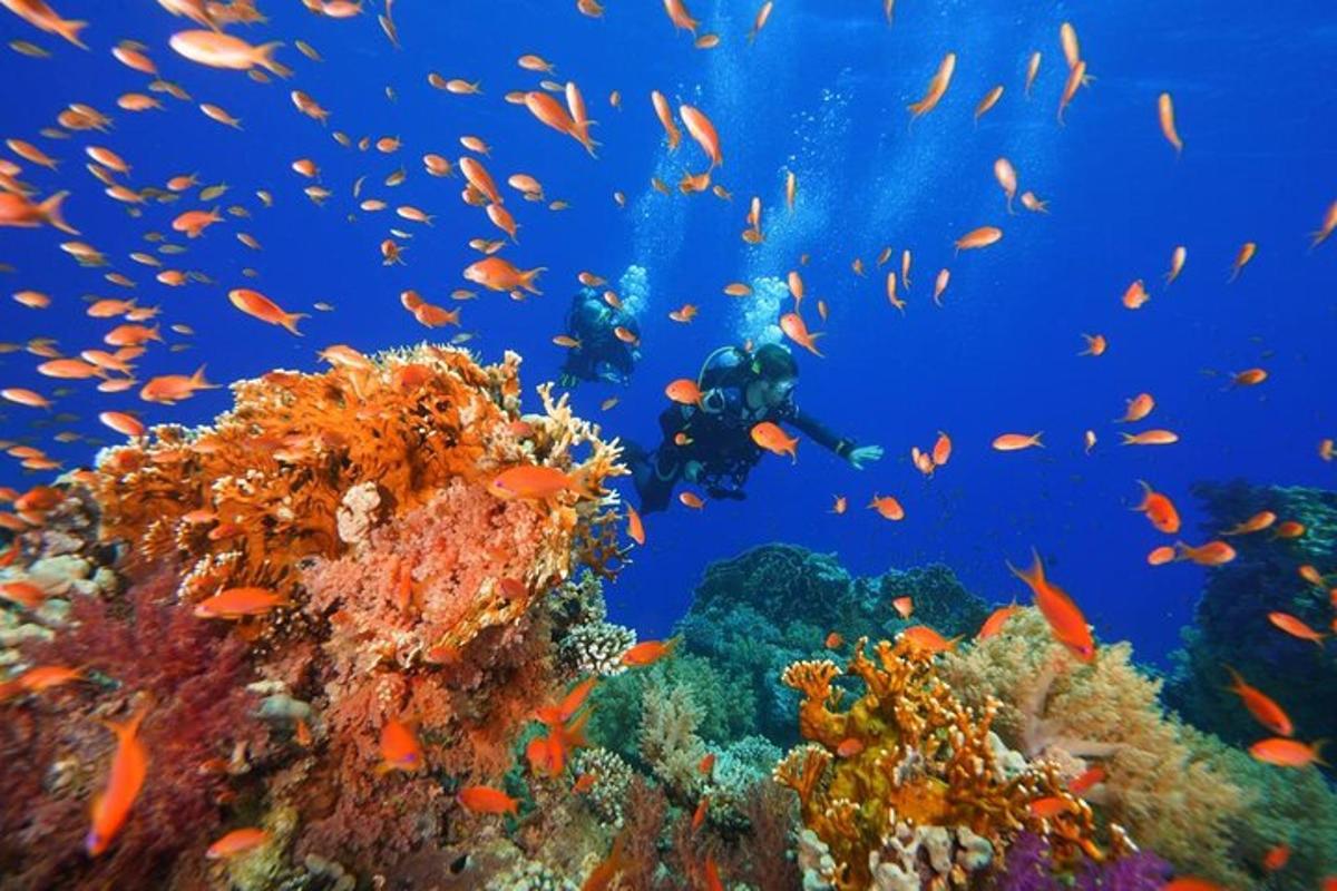 a school of fish on a coral reef