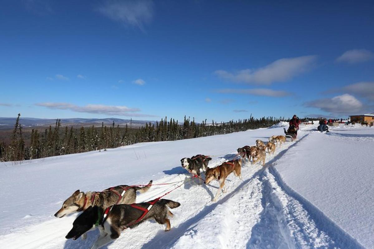 un grupo de perros caminando en la nieve