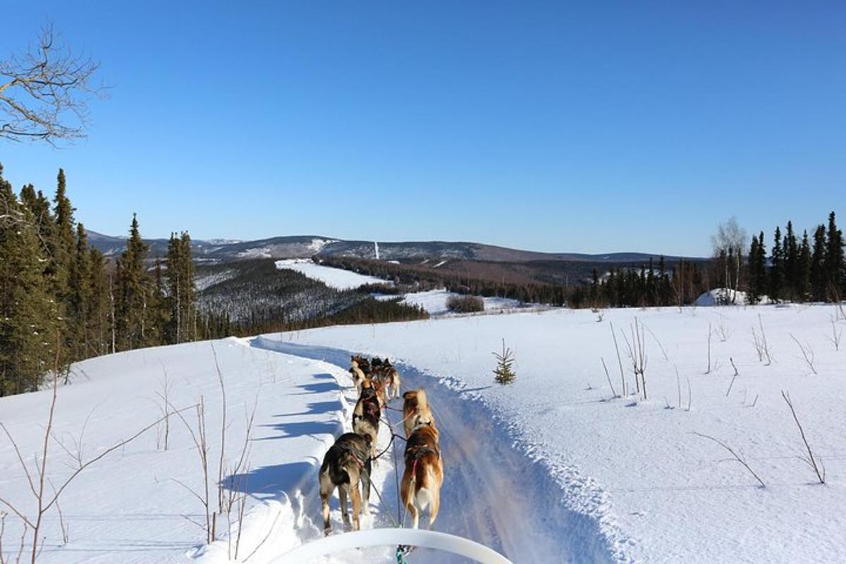 un grupo de perros caminando en la nieve