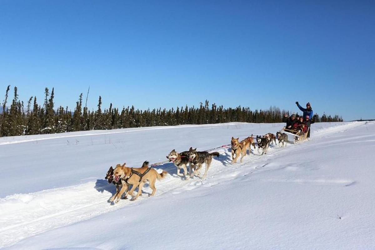 Un grupo de perros tirando de un trineo en la nieve.