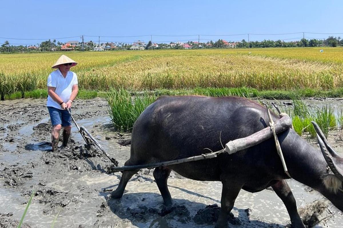 một người phụ nữ đang cày ruộng bằng một con bò đực