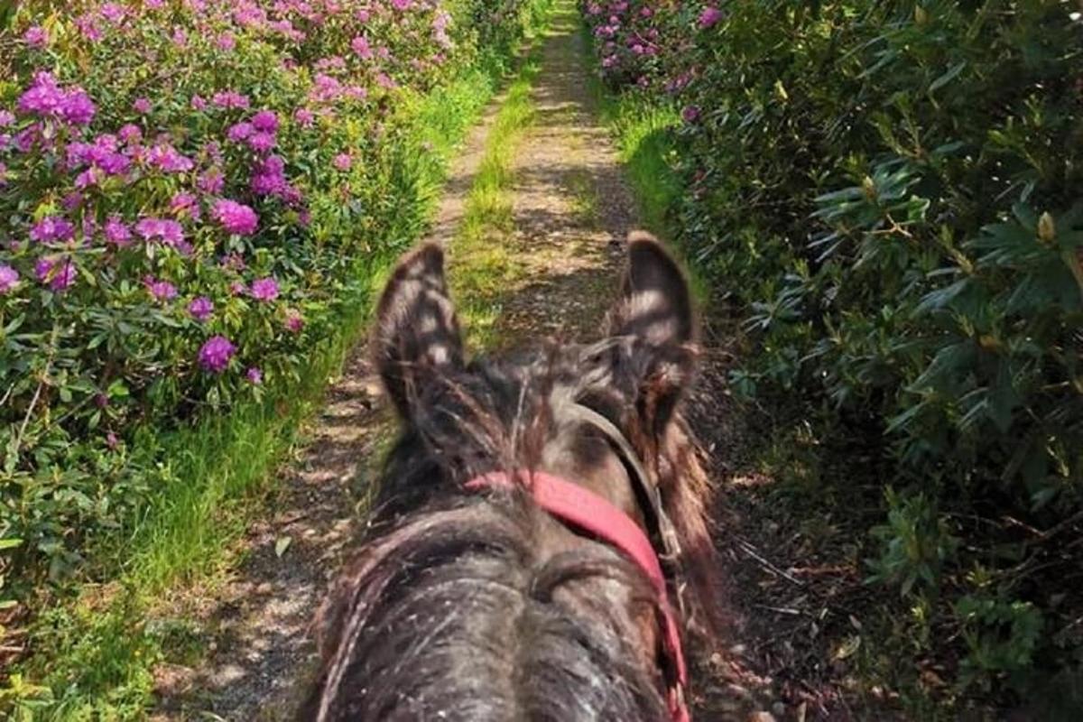 Una persona montando a caballo por un camino de tierra con flores.